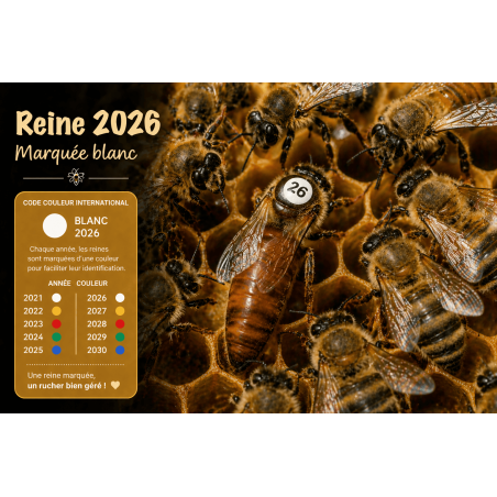 Reine buckfast F1 2026