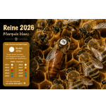 Reine buckfast F1 2026