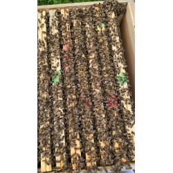 ACOMPTE Essaim DADANT 6 cadres  2025