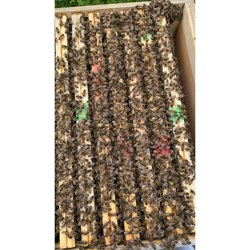 ACOMPTE Essaim DADANT 6 cadres  2025