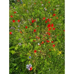 400G Mélanges de graines mellifères