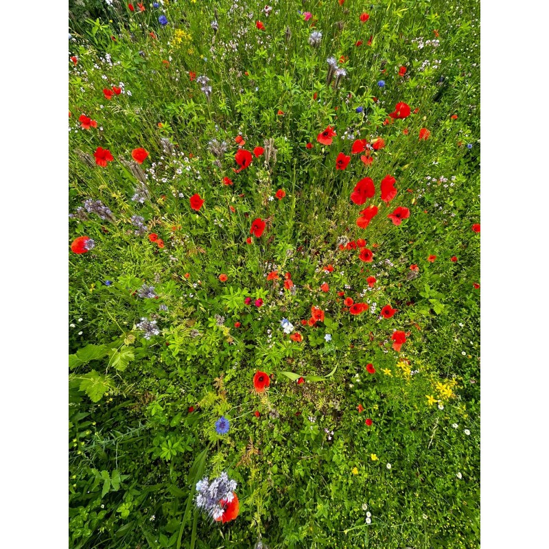 400G Mélanges de graines mellifères