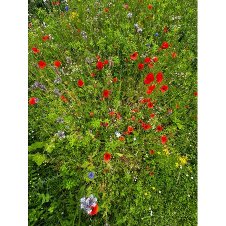400G Mélanges de graines mellifères