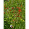 400G Mélanges de graines mellifères