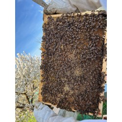 Stage de découverte individuel