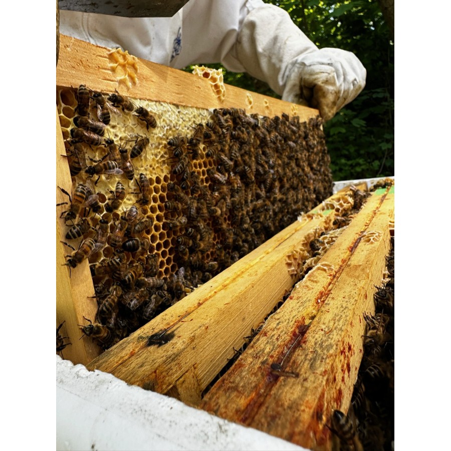 ACOMPTE Essaim hiverné 6 cadres