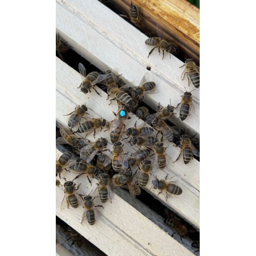 Reine buckfast F1 2025