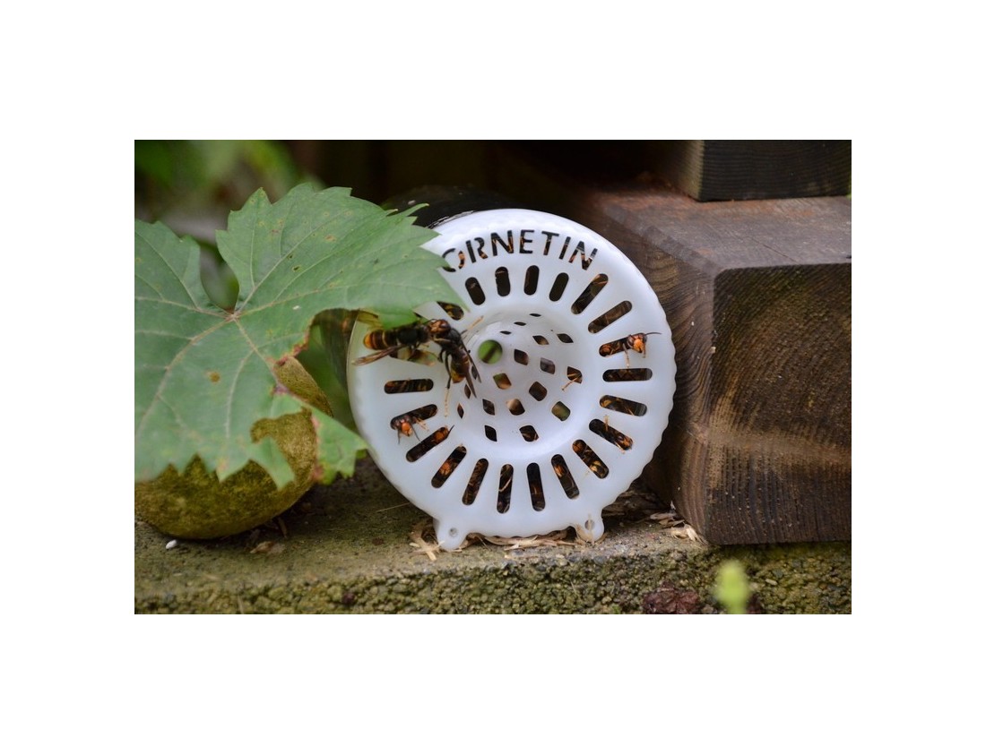 2025 Piégeage frelon asiatique printemps